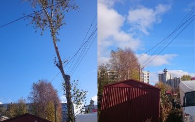 Спил и вырубка деревьев - Архангельск, цены, предложения специалистов