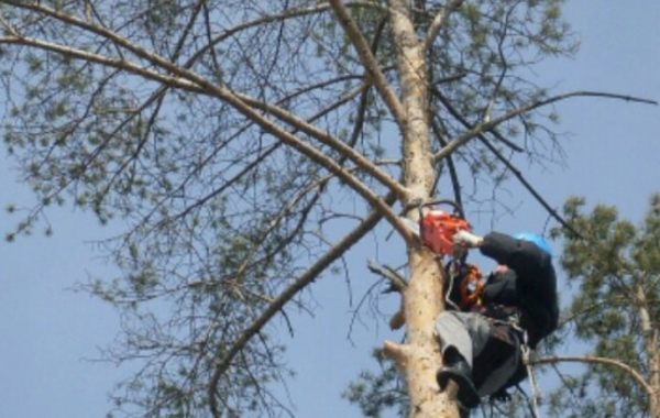 Уборка аварийных деревьев - Архангельск, цены, предложения специалистов