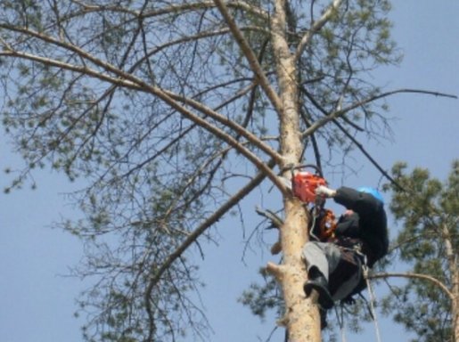 Уборка аварийных деревьев стоимость услуг и где заказать - Архангельск