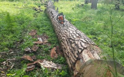 Спил и вырубка деревьев, корчевание пней - Новодвинск, цены, предложения специалистов