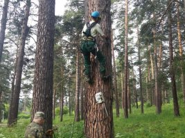 Спил и вырубка деревьев, кронирование, удаление старых деревьев стоимость услуг и где заказать - Архангельск
