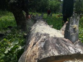 Спил и вырубка деревьев, корчевание пней стоимость услуг и где заказать - Архангельск